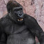 Gorilla grab pussy