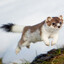 Weasel