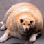 doghok58