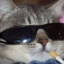 CoolCAT_With_cigarette