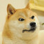 Our Savior Doge