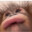 Monke