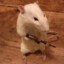 Rattar