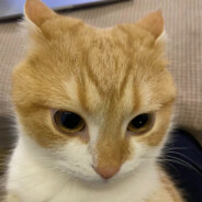 从来没觉得玩杀鸡开心过