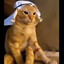 arabic cat