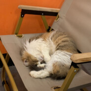 比奇堡突破手海绵宝宝