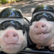 持久保湿不粘腻