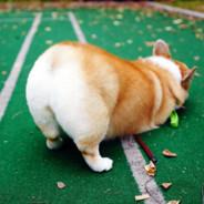 我没医保你先上