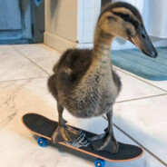 duck on a skate