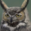 owl枭