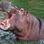 Raging Hippo