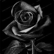 Black Rose