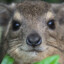 schflv's avatar