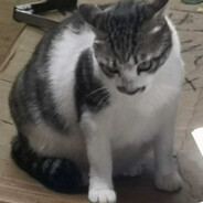 史上最欠狐狸奖得主