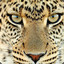 Big_LEOPARD