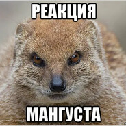 Реакция Мангуста