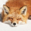 Fox_Lover