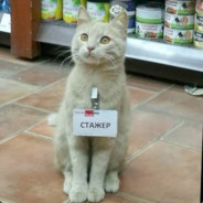 Стажёр Турунька