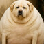 GORDITO