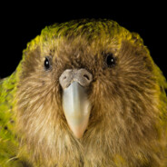 Missus Kākāpō