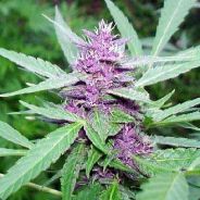 Purple bud