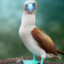 Blue Footed Booby