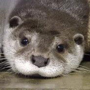 Otter