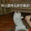 善战的猫