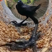 强风吹走胖乌鸦