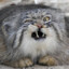 Angry Manul