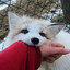 SillyJohann