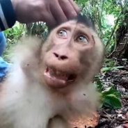 蔡徐坤的背带裤