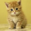 gato amarillo