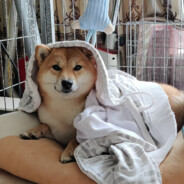 去码头整点薯条