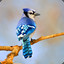 BluJay(No e)49