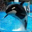 Shamu