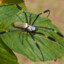 Nephila