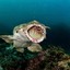 Puffer Shark HD