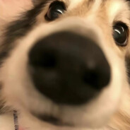 米其林八星烹饪师