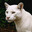 LeeryPuma