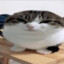 endergato_redondo