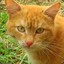 TheAnnoyedCat