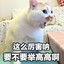 举高高咩(ฅ´ω`ฅ)
