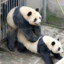 HornyPanda