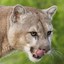 Cooter Cougar