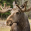 Moose