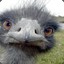 Tru Blu Emu