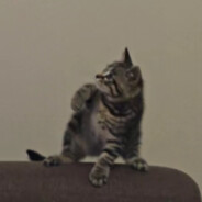 全宇宙最可爱的小麦