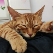 爱抽瑞克五代的丁真