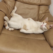 illegally blind - steam id 76561197997810784